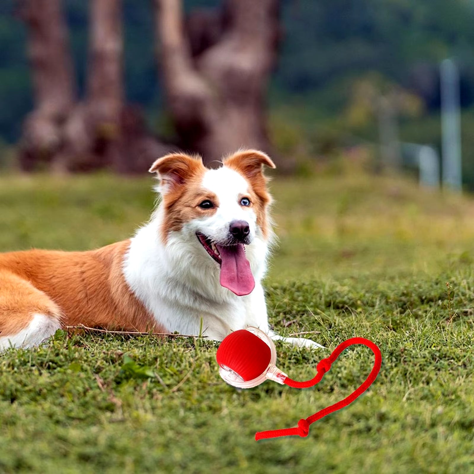 Smart Roll Pet Play Ball 2026